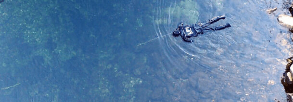 Drivdykking. Foto: Ouro.