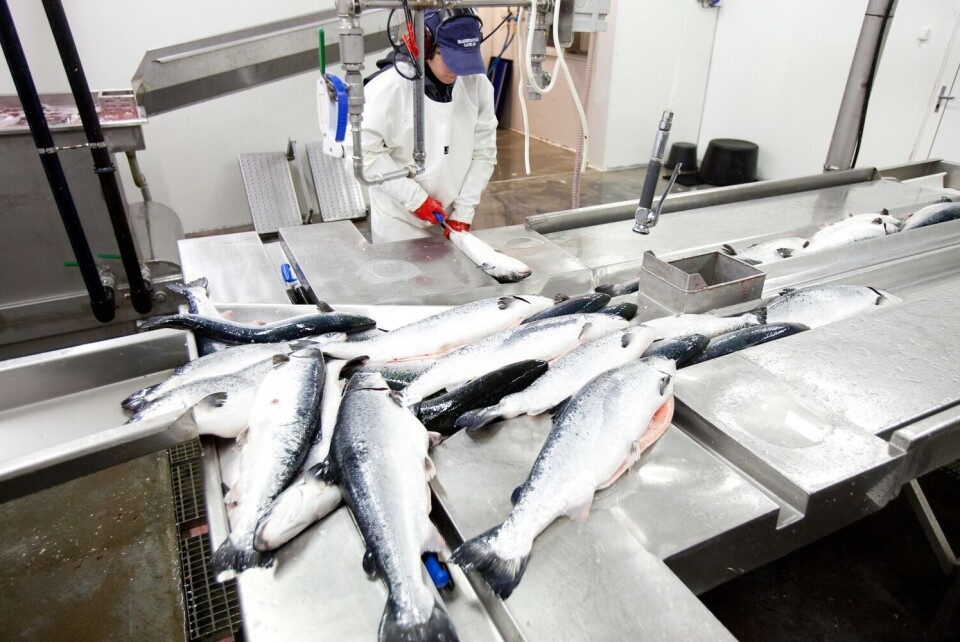 Økologisk produksjon gir klingende mynt i kassen. Foto: Flakstadvåg laks AS