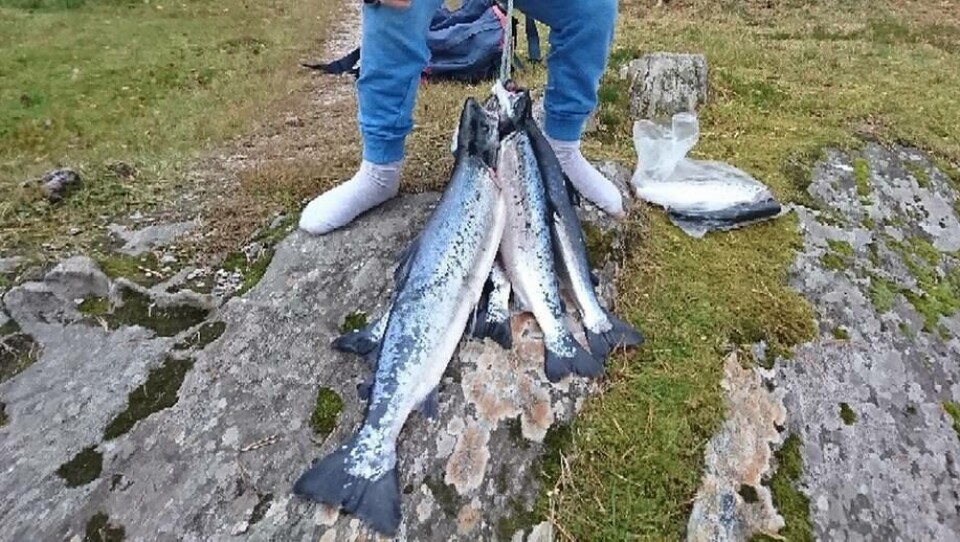 Fisken som ble fanget i Grytelva var noe av det som gjorde Fiskeridirektoratet oppmerksom på at det er laks på rømmen i Trøndelag. Klikk for større bilde. Foto: Ronny Langedahl/Fiskeridirektoratet.