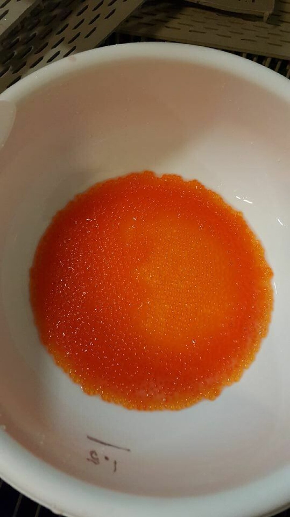 Strykesesongen til Hardanger Fjellfisk pleier å være i desember og på dette bildet hadde de strøket cirka to liter rogn, som tilsvarer 20.000 egg. Foto: Hardanger Fjellfisk.