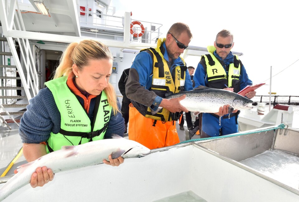 Ferskvannavlusing i brønnbåt viser seg svært effektivt. Her sjekker veterinær Erika Kunickiene fra Aquakompetanse status etter behandling. Driftsleder Kjell Arne Raaum og biologisk controller Kjell Arild Tharaldsen (til høyre), begge fra SalmoNor, deltar også. Foto: Tom Lysø.