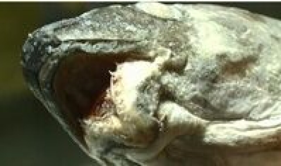 Filet oh Fish sprer skrekkbilder av deformert oppdrettstorsk. Foto: Skjermdump