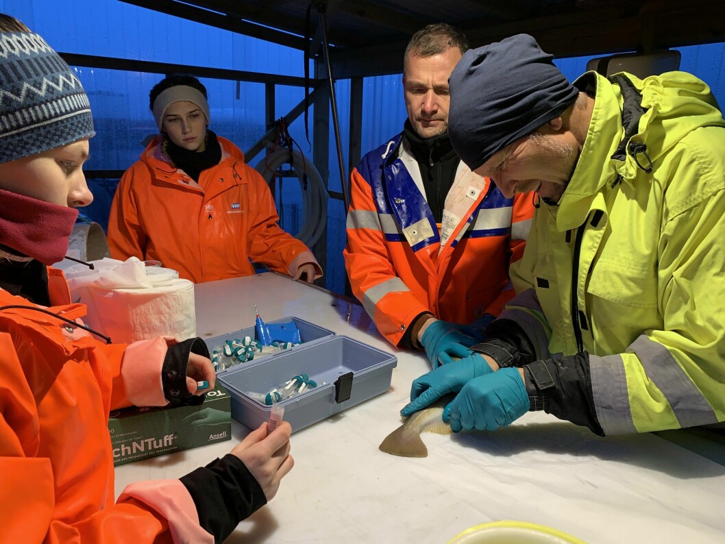 Her ser du Havlandet Marin Yngel som merker og sorterer av rekrutt stamfisk torsk F6. Dette er et utvalg av rekrutter fra generasjon F6 som skal gi dem F7.  Selskapet forteller dette er jevn og hurtigvoksende torsk. Foto: Havlandet Marin Yngel.