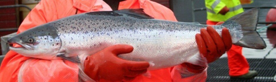 Triploid laks. Foto: Kåre Storsæter, Havforskningsinstituttet. Triploid laks. Foto: Kåre Storsæter, Havforskningsinstituttet.