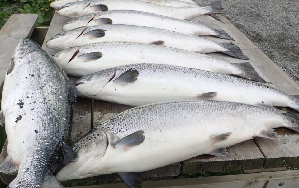 Illustrasjonsbilde av rømt oppdrettslaks. Foto: Tor EgilHolmedal/Fiskeridirektoratet.