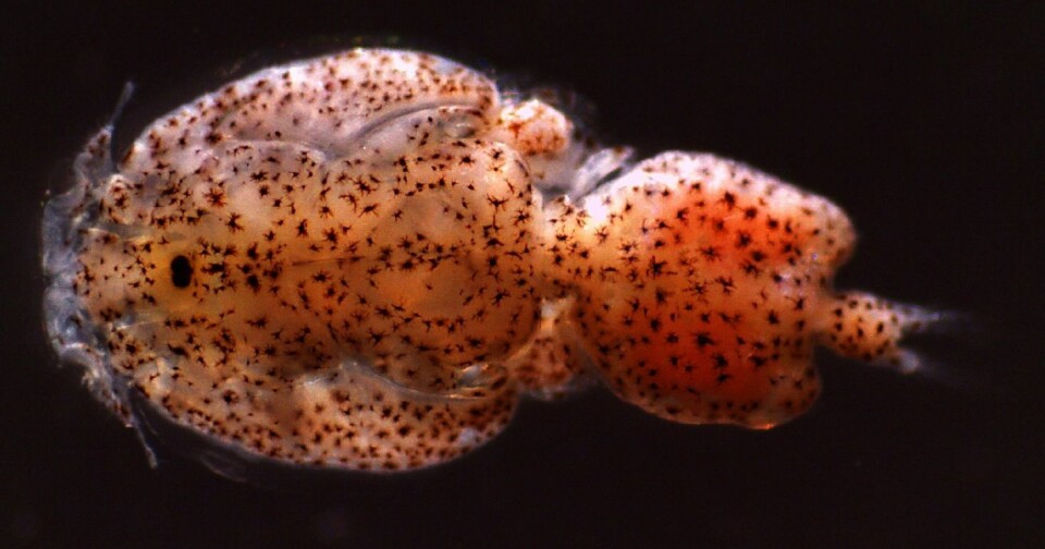 Det er ifølge Nordea mye lus (Caligus rogercressey) på fisken i Chile. Foto: Marcos Godoy.