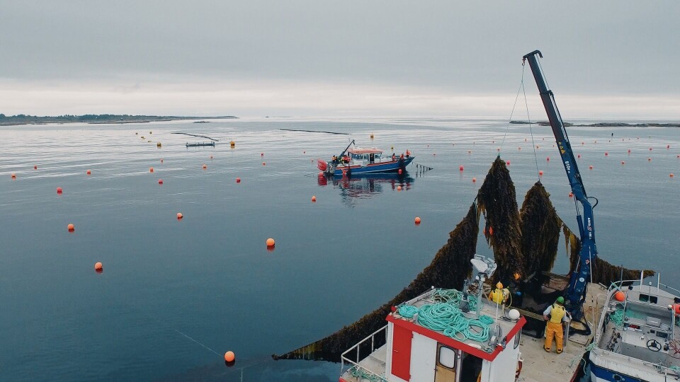 Høsting av tare. Foto: TYD/SINTEF. Høsting av tare. Foto: TYD/SINTEF.