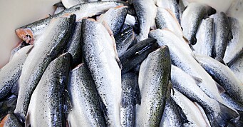 Columbi Salmon inngår RAS-kontrakt med Billund