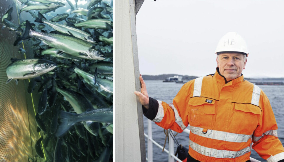 Havforsker Bjørn Einar Grøsvik etterlyser meir kunnskap om impregneringsstoffet som blir brukt i staden for kopar.