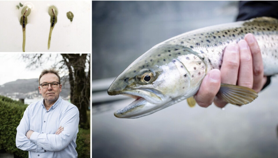 Spesielt sjøaura er hardt angripen av lakselusa, syner den nye Risikorapporten.