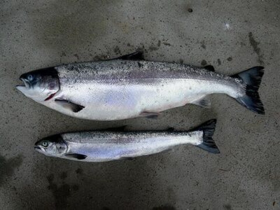 Pancreas diseas (PD) hemmer veksten til fisken. Foto: Trygve Poppe