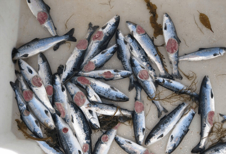 Klassiske runde vintersår på dødfisk som er sortert ut av merden. Illustrasjonsfoto: MarinHelse.