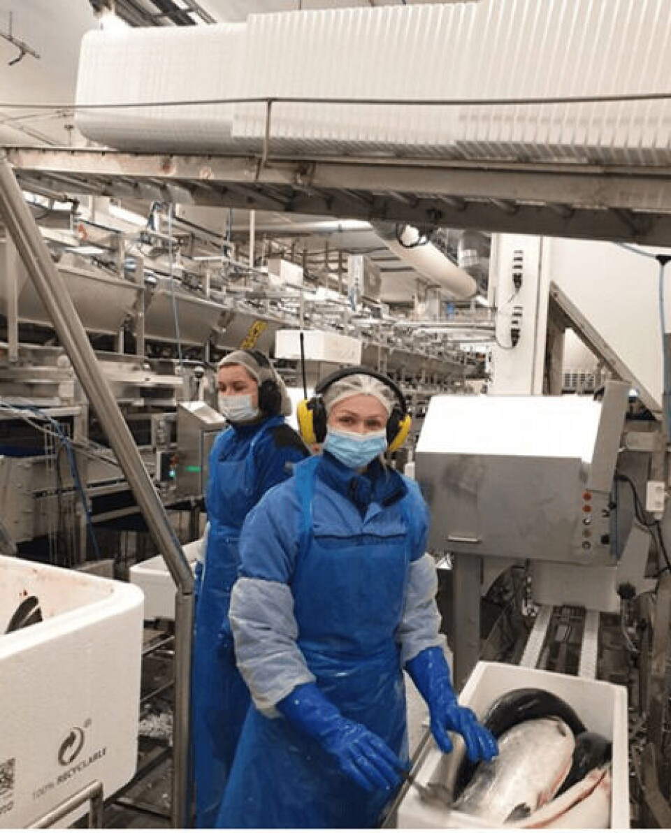 Fabrikksjef Stine Torheim ved Grieg Seafood Finnmark (GSF) sitt slakteri på Simanes, berømmer de ansatte som jobber for fullt for å få fisken ut. Foto: GSF.