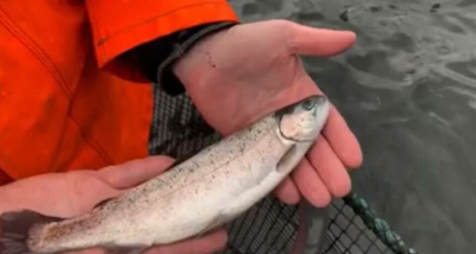 Det er vårutsett og Eide Fjordbruk har denne veka satt ut 140.000 smolt, som dei meinar er eit sikkert vårteikn i oppdrettsnæringa. Video: Eide Fjordbruk. Det er vårutsett og Eide Fjordbruk har denne veka satt ut 140.000 smolt, som dei meinar er eit sikkert vårteikn i oppdrettsnæringa. Video: Eide Fjordbruk.