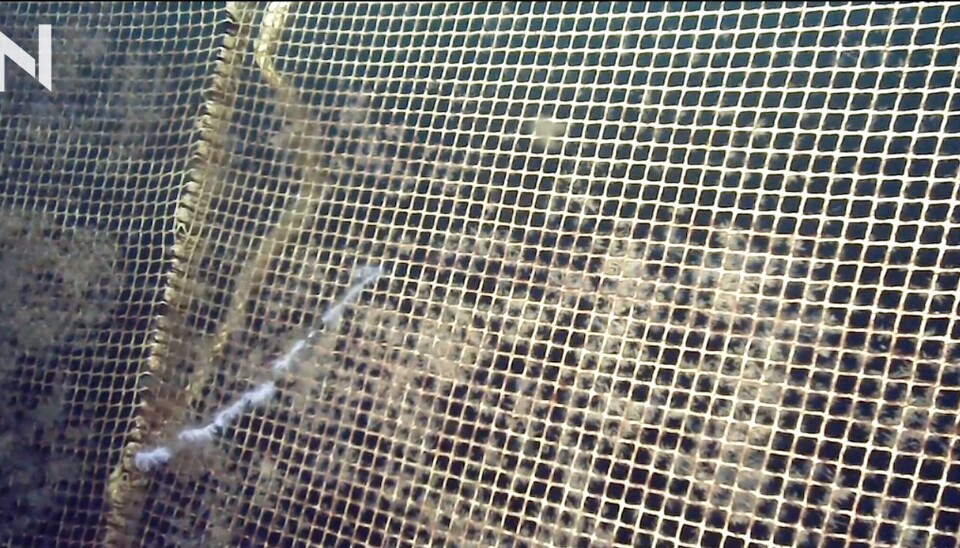 Illustrasjonsbilde: ROV-bilde av perlesnormanet.