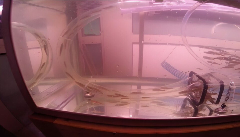 Sea Soul sitt altanforsøk med akvarium.