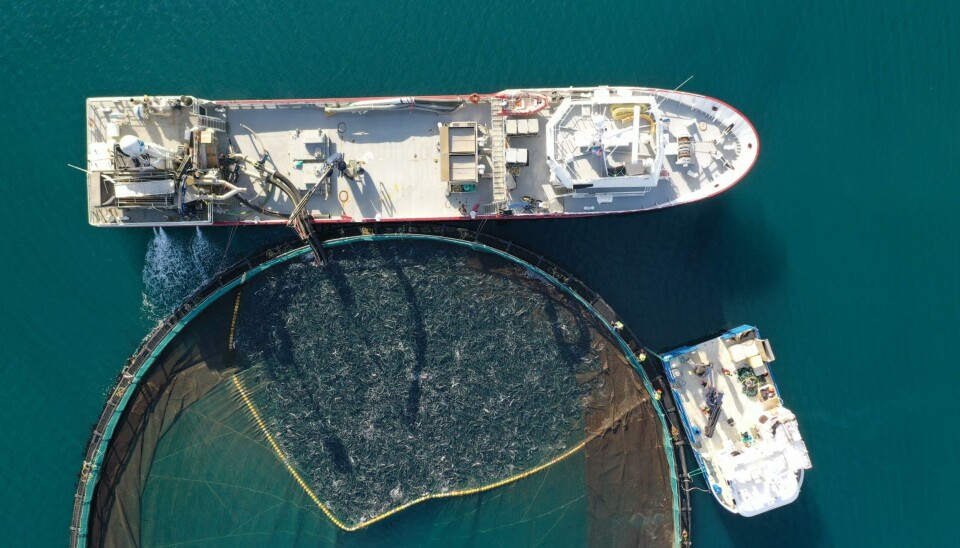 Foto fra en av Ice Fish Farm sine lokaliteter.