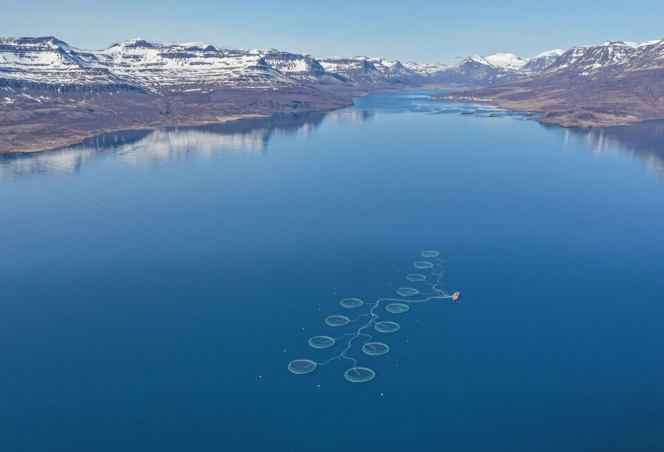Ice Fish Farm har i syv år drevet lakseoppdrett i sjøen i Reidafjördur på østkysten av Island.