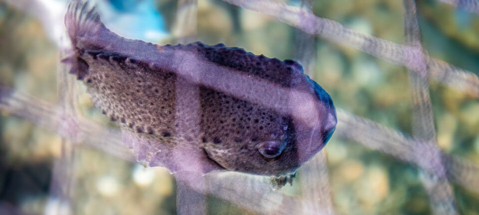 Reagerer kraftig: – Ren idioti!