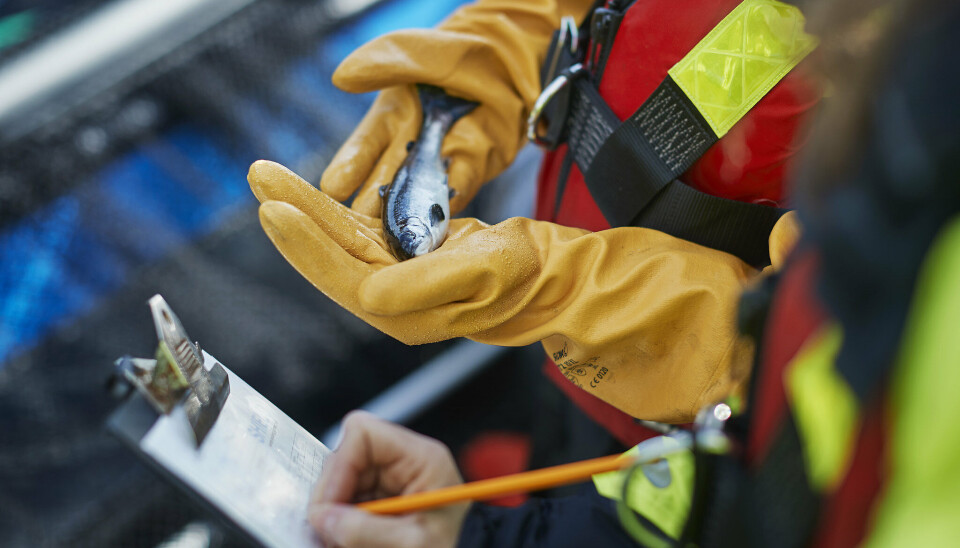 Illustrasjonsbilde av tilsyn. (Fisken på bildet er bedøvet for inspeksjon.)