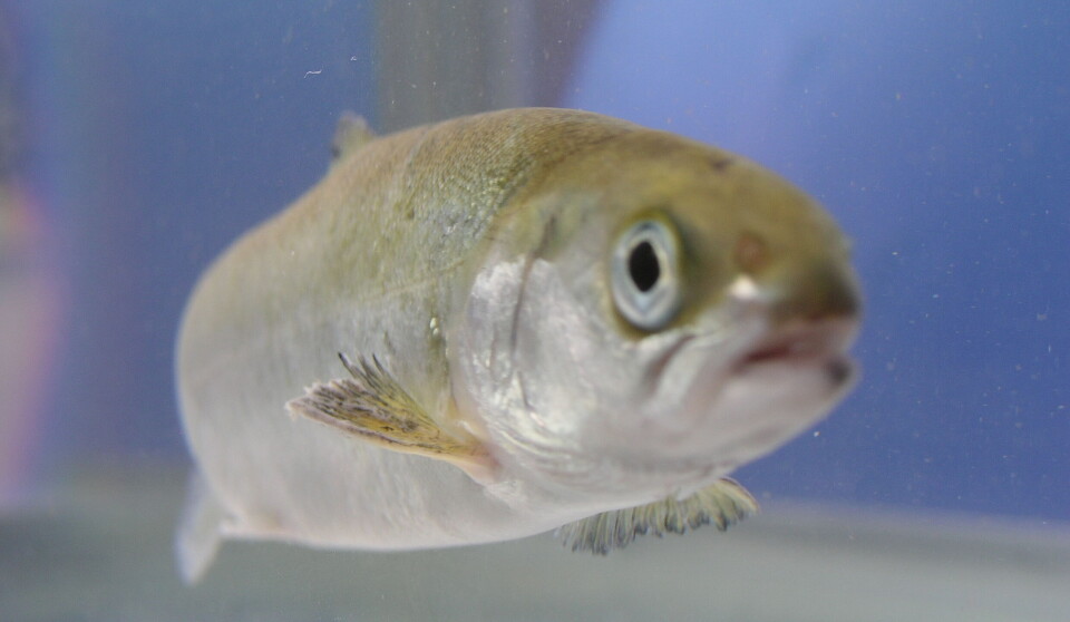 - Mulighetene for å skape bærekraftig vekst i oppdretsnæringen ligger i å forstå mer om laksens biologi, sier rektor Siri Fjellheim ved NMBU.