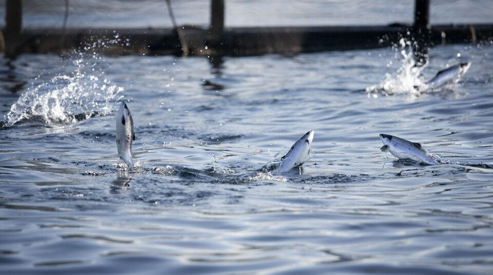 Laks som hopper i merden hos Cermaq. Foto: Cermaq. Laks som hopper i merden hos Cermaq. Foto: Cermaq.