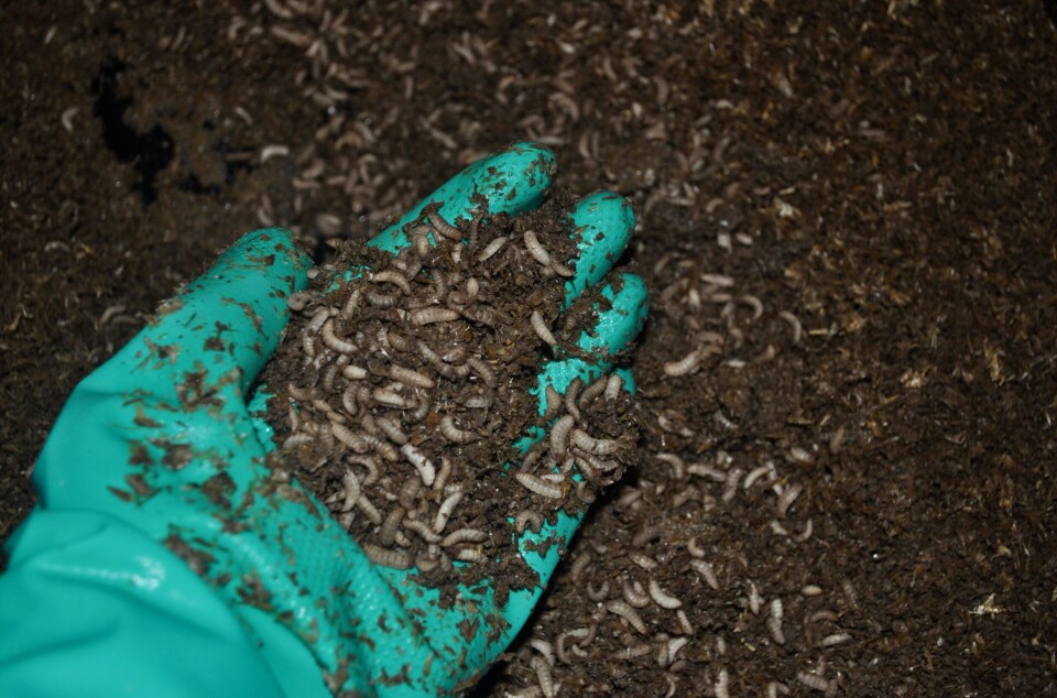 Flueeggene legges i en inkubator der de gror som larver. I løpet av to til tre uker blir de så store at de kan høstes eller brukes til å produsere flere larver.