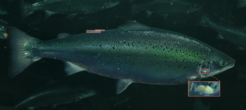 Aquabyte-kameraet som står i merden tar over en million bilder av fisken i døgnet, og ved hjelp av maskinlæring og kunstig intelligens telles lus daglig med svært høy nøyaktighet.