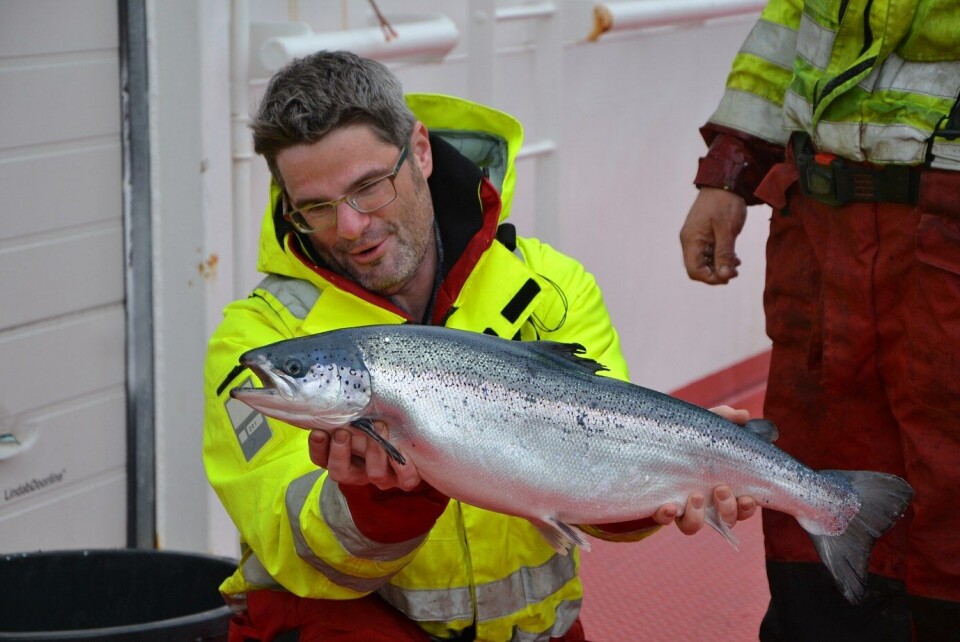 Michael Niesar, daglig leder i Sulefisk. Foto: Linn Therese Skår Hosteland/Kyst.no Michael Niesar, daglig leder i Sulefisk. Foto: Linn Therese Skår Hosteland/Kyst.no