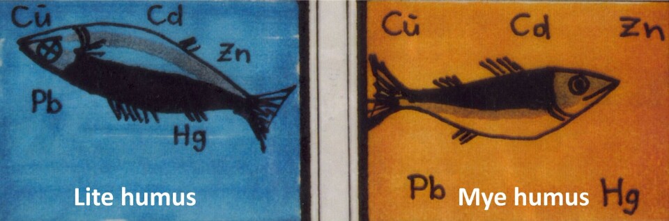 Illustrasjon av hvordan fisken påvirkes av tungmetaller med hhv. lite og mye humus i vannet.