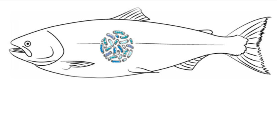 Helhetlig tilnærming for å forbedre fiskehelsen trengs nå!