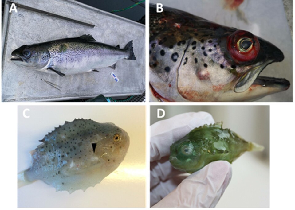 Figur: Pasteurella spp. Infeksjon hos laks (A,B) og rognkjeks (C,D). Foto: Rebecca Marie Ellul/UiB