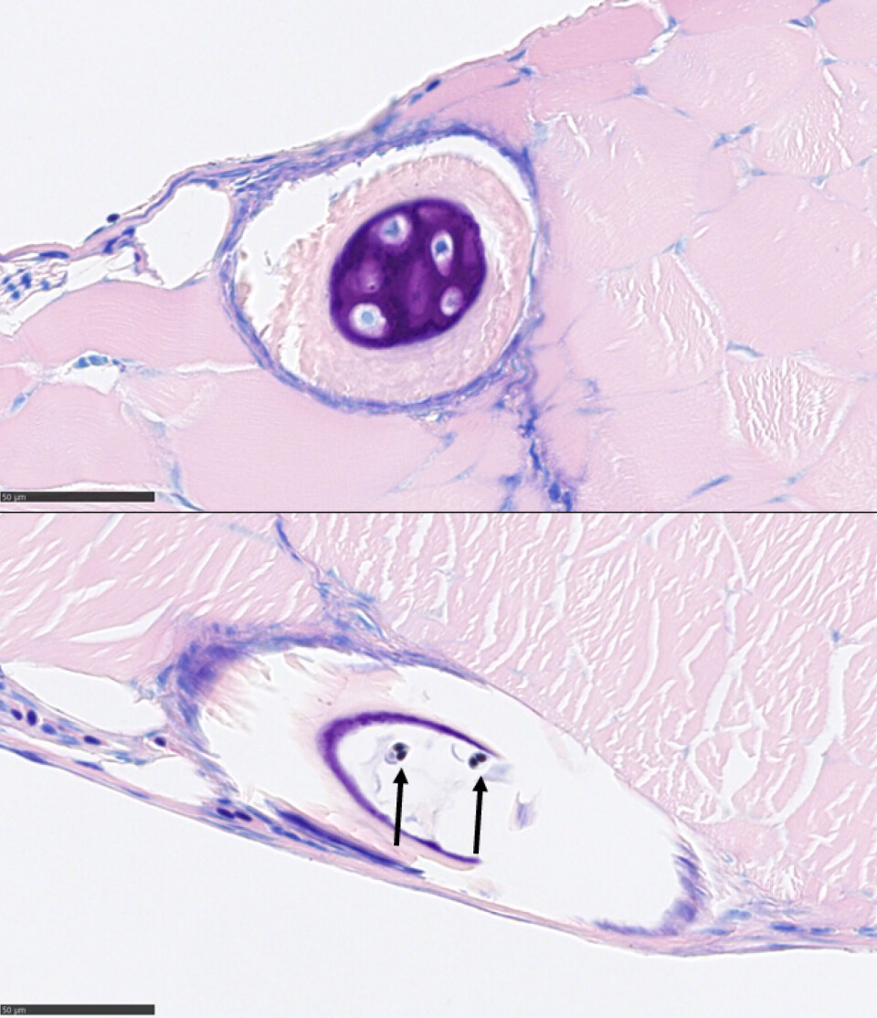 Øverste bilde viser tverrsnitt av normalt ribbein med normal brusk. Nederste bilde viser tverrsnitt av ribbein uten brusk og med to parasitter markert med piler.