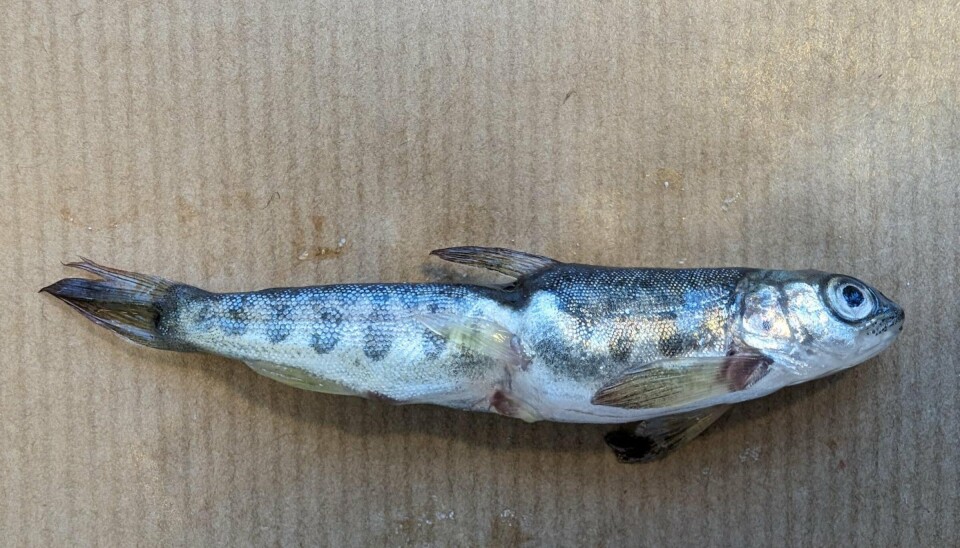 Lakseparr med deformiteter omtalt som «strikkfisk».