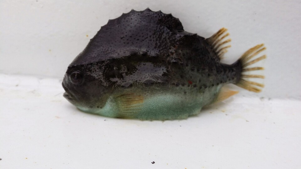 - Mye av problemet i dag er selvfølgelig at vi ikke har forutsigbarhet i leveransen av rensefisk. Vi kan ikke velge når vi vil ha, og hvor mye vi vil ha da det fortsatt er mange biologiske utfordringer ved produksjon, sier veterinær Karoline Skaar Amthor. Foto: privat.