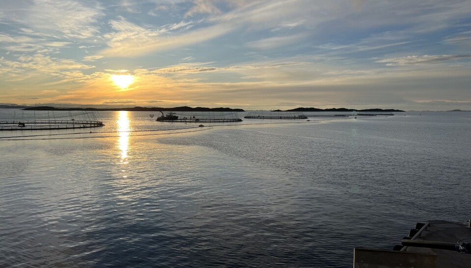 Det står 320 000 fisk på lokaliteten med en gjennomsnittsvekt på 4,46 kilo.
