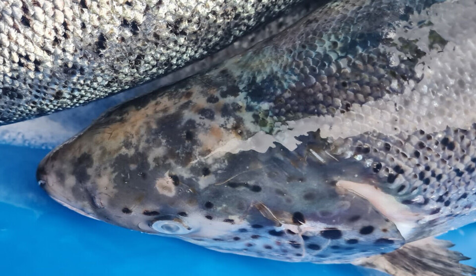 Dette er døme på skadar observerte eit døgn etter eit perlesnormanet-angrep. Fisken har svimerker på finner, hovud og kjeve.