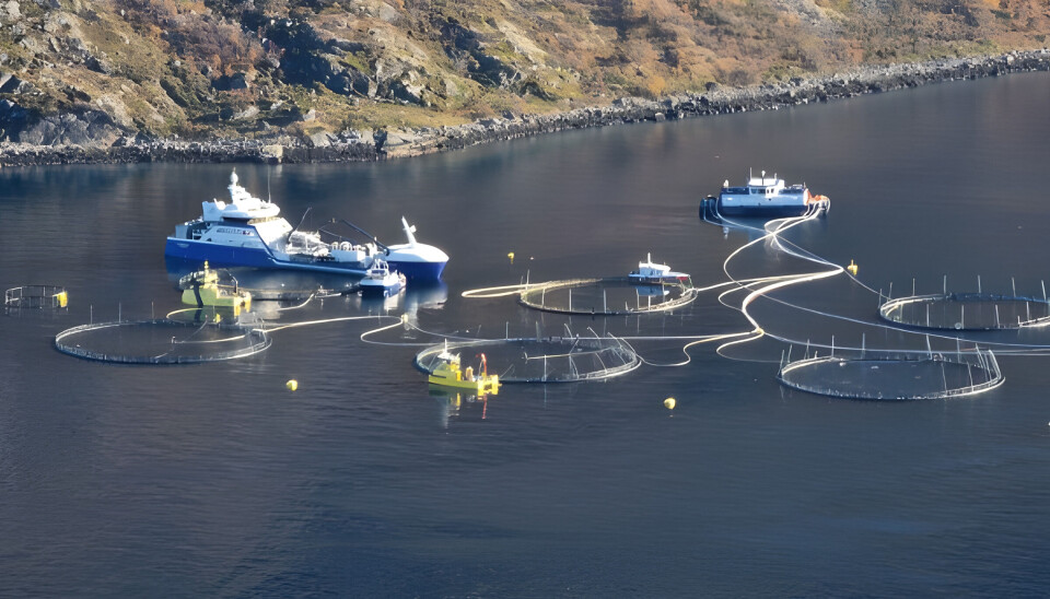Grieg Seafood Finnmark sin lokalitet Vegglandet i Hammerfest kommune. Regionen hadde god biologisk utvikling i første kvartal, og bidro sammen med Rogaland til betydelige kostnadskutt for selskapet.