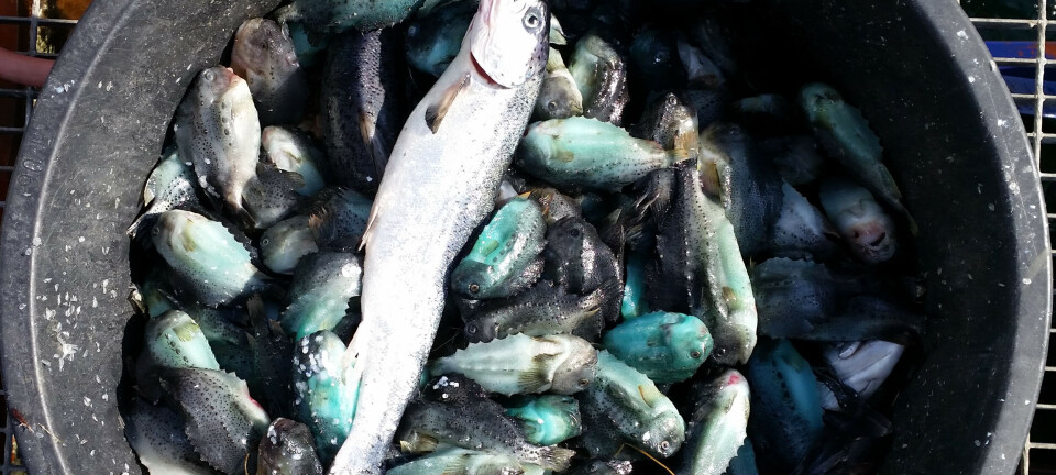 Anbefaler utfasing av rensefisk innen 2029