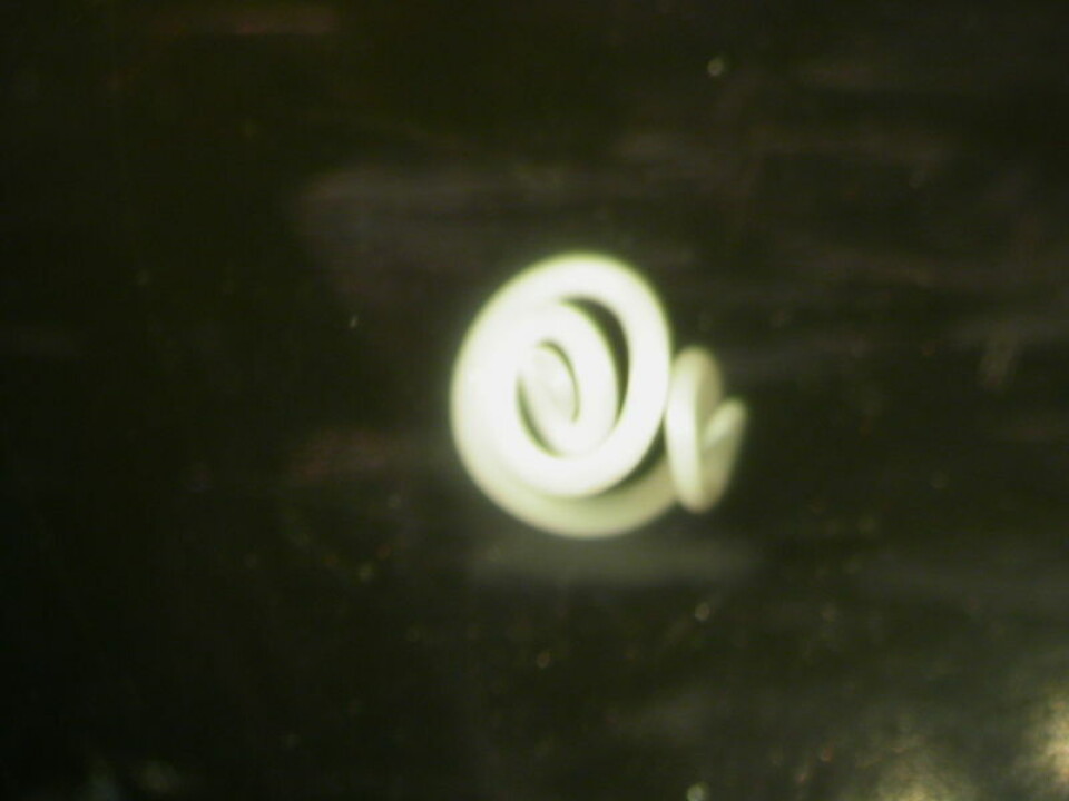 Illustrasjonsbilde av kveis. Arkivfoto.