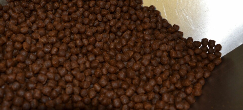 Fiskefôr/pellets. Illustrasjonsfoto: Linn Therese Skår Hosteland. Fiskefôr/pellets. Illustrasjonsfoto: Linn Therese Skår Hosteland.