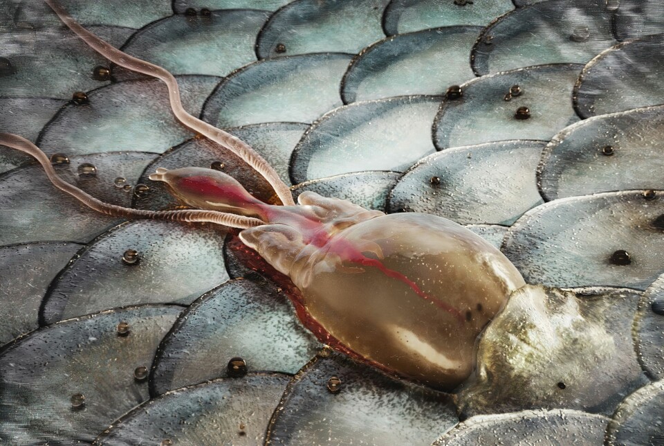 Sedasjon har gitt 30 % lavere dødelighet og 10 % bedre lusebehandling