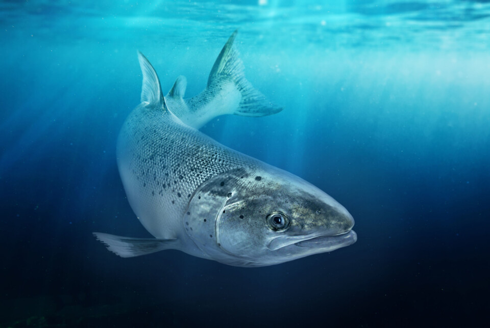 Sedasjon har gitt 30 % lavere dødelighet og 10 % bedre lusebehandling