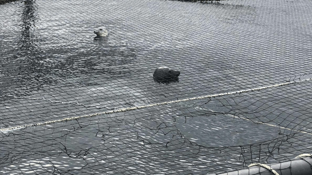 Det er et økende problem i Skottland at seler klarer å komme seg opp på merdkanten og bite seg gjennom fuglenettingen over merdene. Foto: Salmon Scotland