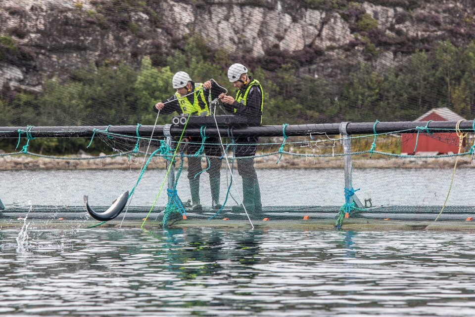 Optoscale skal snart sette ut tre biomassemålere hos Salmar. Foto: Optoscale