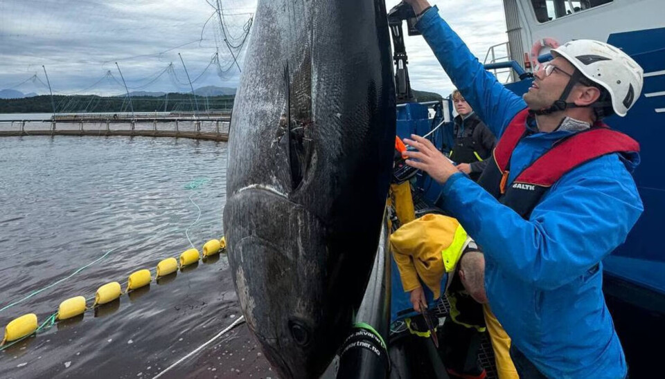 Denne gigantstørjen på 300 kilo tok seg inn på lokalitet til Marø Havbruk i Gnarnesvika utanfor Florø.