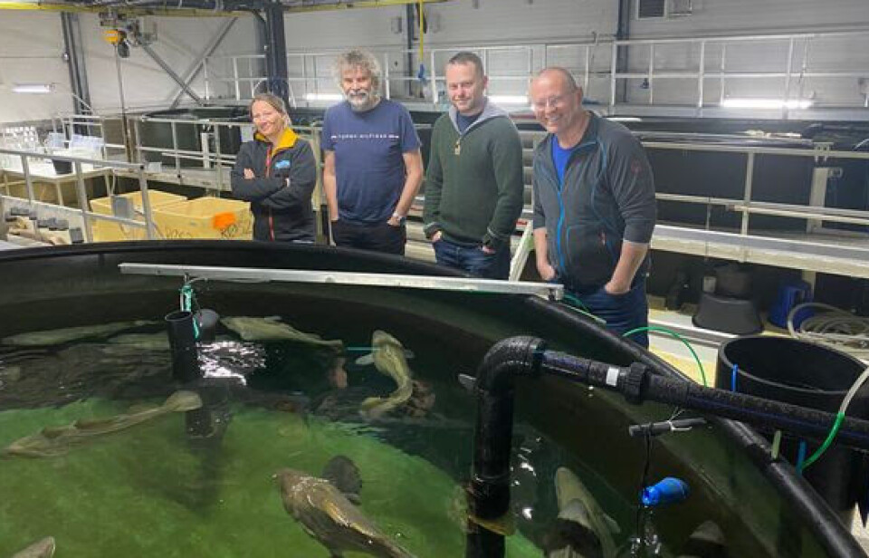 Kristin Sommerseth Johansen fra Havbruksstasjonen i Tromsø, Morten Berntsen fra Kiwa, Richard Johansen fra Havbruksstasjonen i Tromsø og Roy-Helge Andreassen fra Kiwa med Torskeavlsprogrammets stamfisk ved Havbruksstasjonen i Tromsø.