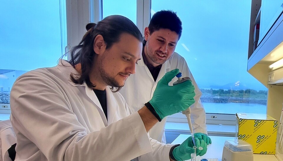 At endringer i døgnlengde og dagslys påvirker torskens kjønnsmodning er velkjent. Nå vil forskere ved Nord universitet finne ut hvordan det skjer. Her ser vi doktorgradsstudent Lorenzo Colonna (t.v.) og forsker Ioannis Konstantinidis på laboratoriet.