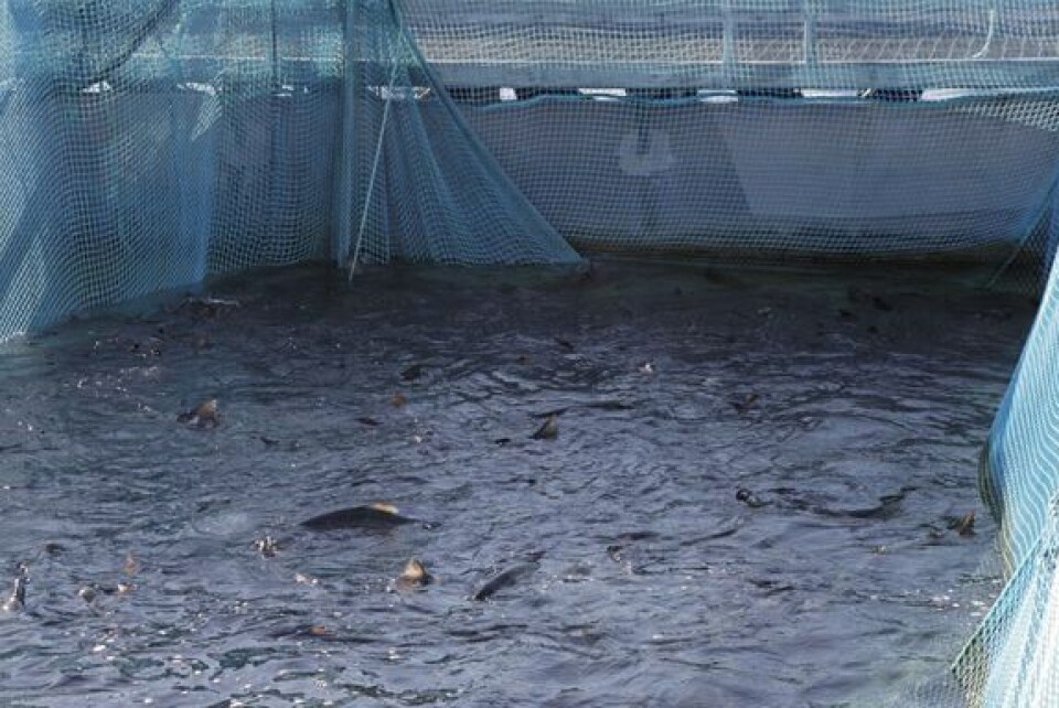 Laks i norsk merd. Dyrevernalliansen sier avlusning med varmt vann, såkalt termisk avlusning forårsaker smerte, panikk, skader og død hos laksen. Foto: Iselin L.Hauge.