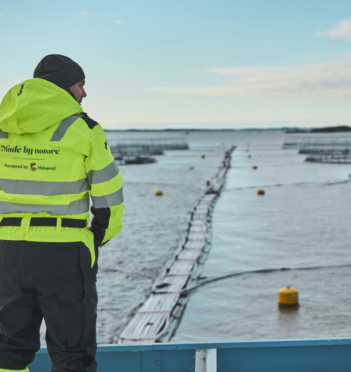 Foto fra Måsøval-lokalitet.